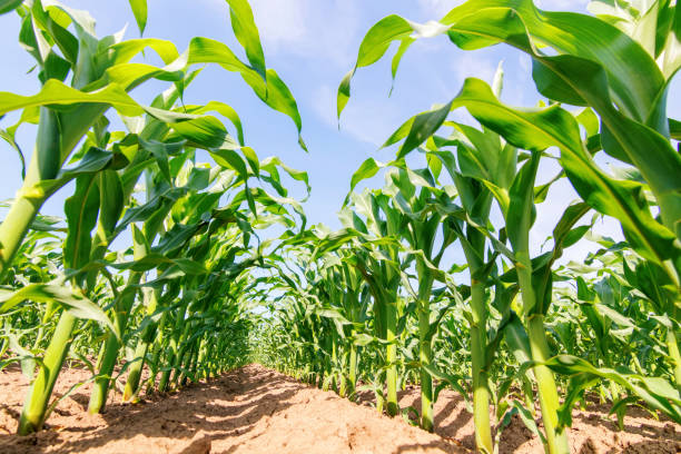 istock Green corn growing on the field. Green Corn Plants. 1152600344