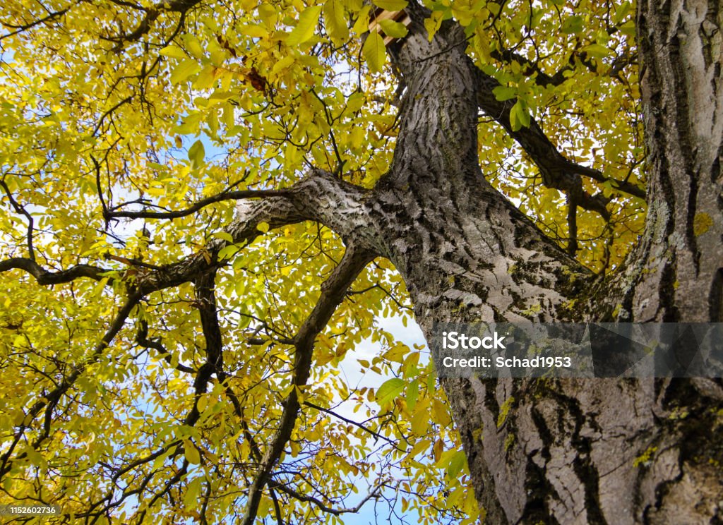 Impoding Tree Imposing Deciduous Tree With Yellow Canopy In Full Sun Stock Photo ...
