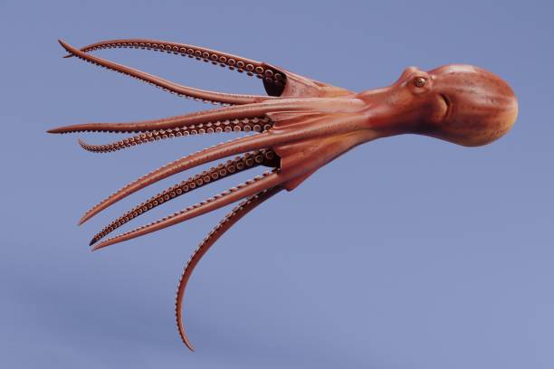 A stock photograph of an Octopus showing his tentacles. Photographed with the Canon EOS 5DSR.