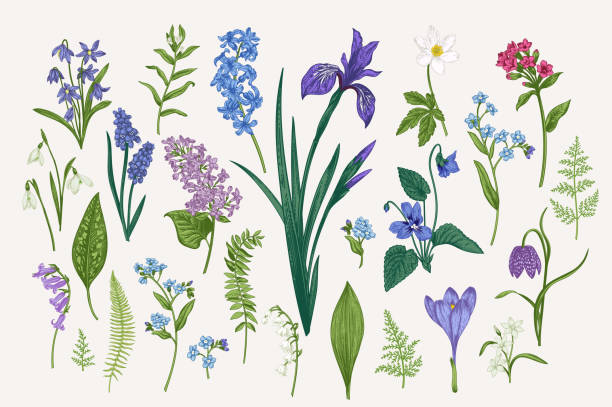 Set with flowers and leaves Set with spring and summer flowers and leaves. Botanical vector illustration. Vintage style. iris plant stock illustrations