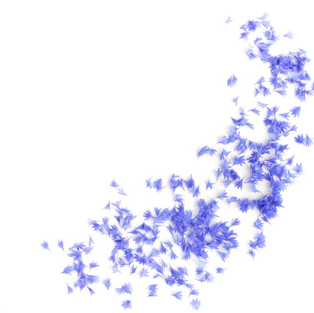 istock blue flowers cornflowers petals pattern on white background. copy space 1152604082