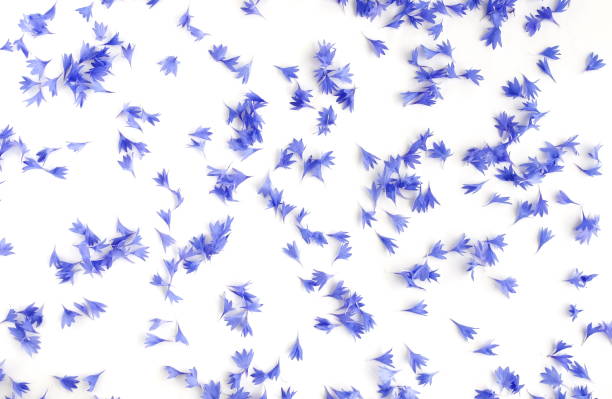 istock blue flowers cornflowers petals pattern on white background. copy space 1152604146