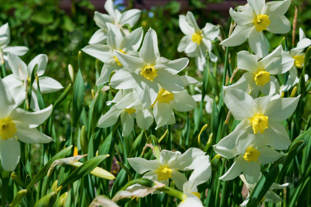 istock Flowers white daffodils on the flower bed in the spring, natural background 1152604376