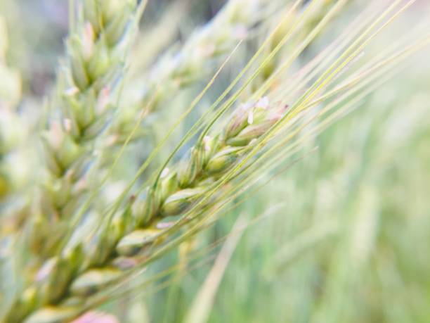 istock Closeup of wheat seed heads 1152604408