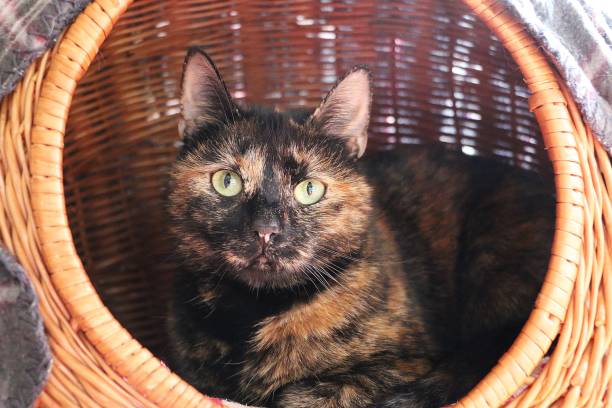 beautiful tricolored cat is lying in the willow basket