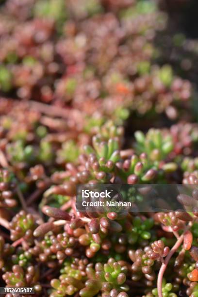Murale Stonecrop Flowers Stock Photo - Download Image Now - Botany, Close-up, Croatia