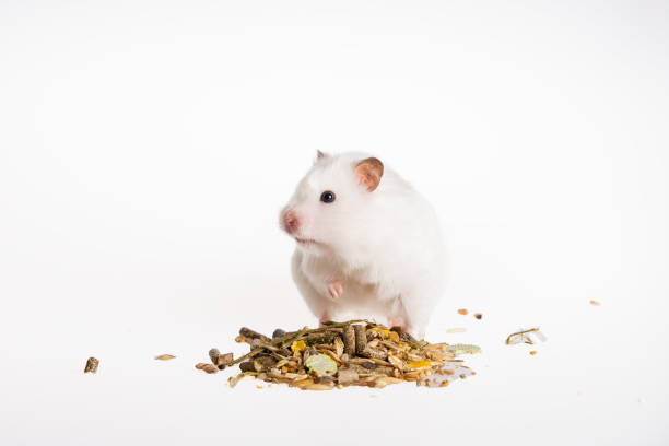 A white hamster standing beside its food, looking away