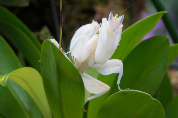 Orchid mantis (Hymenopus coronatus) Orchid mantis (Hymenopus coronatus), close up of the insect orchid mantis stock pictures, royalty-free photos & images