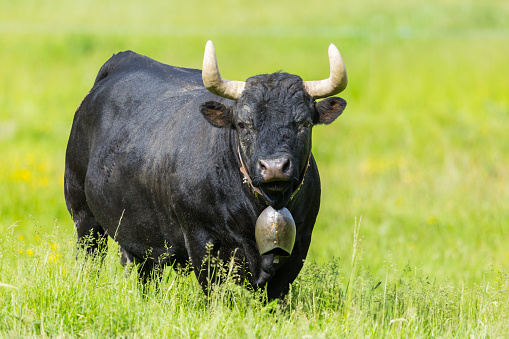 one natural black Eringer cow standing in green pasture