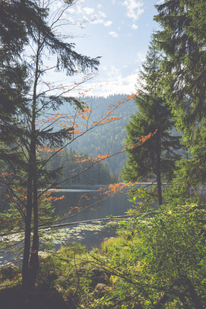 istock Landscape at the big Arbersee in Bavaria 1152610910