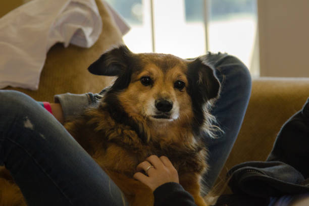 Cute dog in the owners lap enjoying attention in the deep south