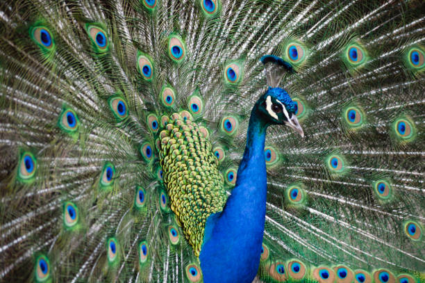 istock Blue male peacock in a natural Park with feathers out 1152611462