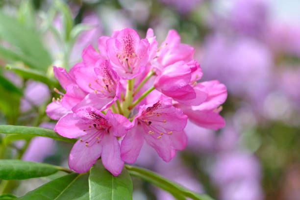 istock Beautiful blooming rhododendron 1152612410