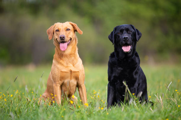 istock Two labradors sitting on a spring meadow 1152612479