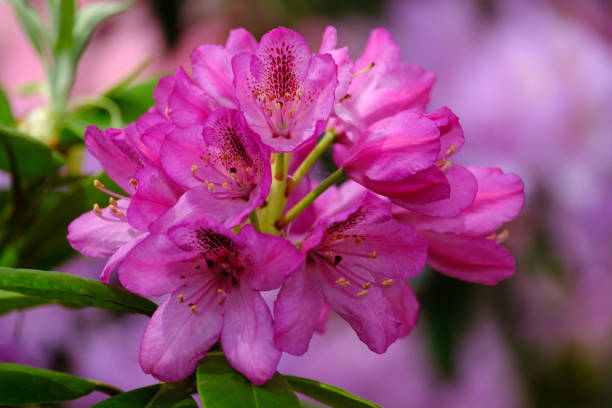 istock Beautiful blooming rhododendron 1152612481