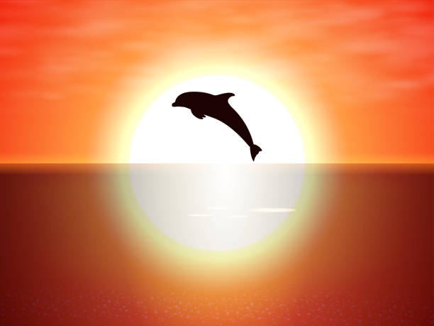 istock Dolphin jumping over the water of the sunset sun 1152613124