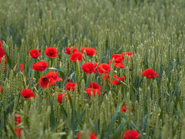 Beautiful scene of wild poppies in a cereal field.