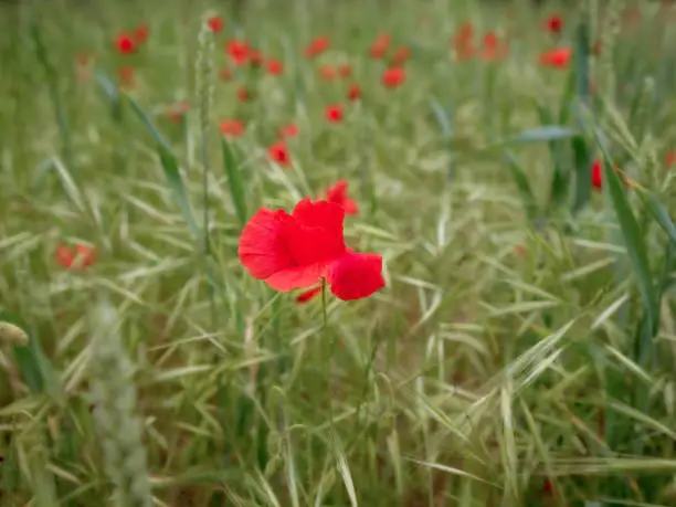 Beautiful scene of a wild poppy in a cereal field.