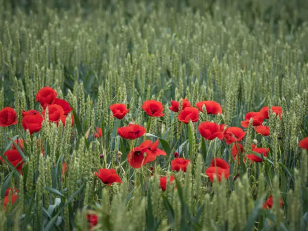 Scene with wild poppies in a cereal field.