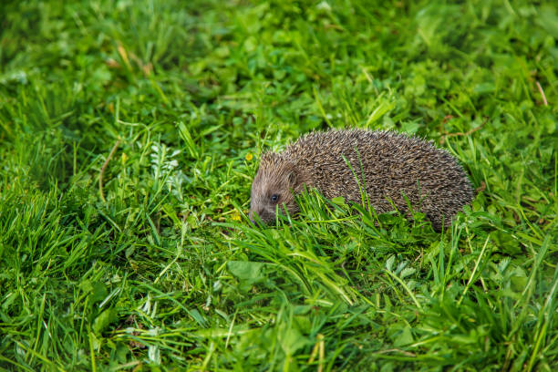istock little hedgehog in nature. animals. selective focus. 1152614052