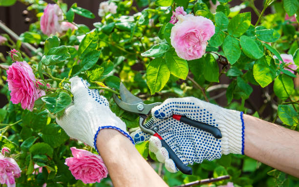gardener man pruning tea rose shears. selective focus. gardener man pruning tea rose shears. selective focus. nature. topiary stock pictures, royalty-free photos & images