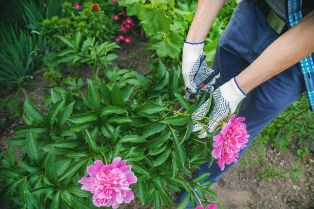 istock gardener pruning flowers peonies pruners. selective focus. 1152614097