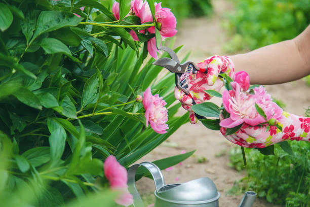 istock gardener pruning flowers peonies pruners. selective focus. 1152614099