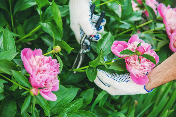 庭師の剪定花の牡丹剪定。選択的フォーカス。 - arden ストックフォトと画像