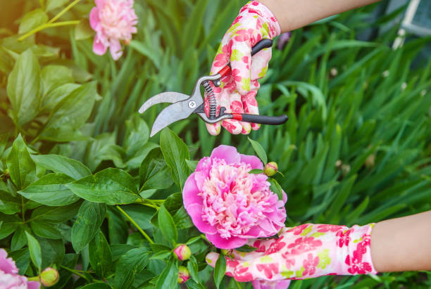istock gardener pruning flowers peonies pruners. selective focus. 1152614113
