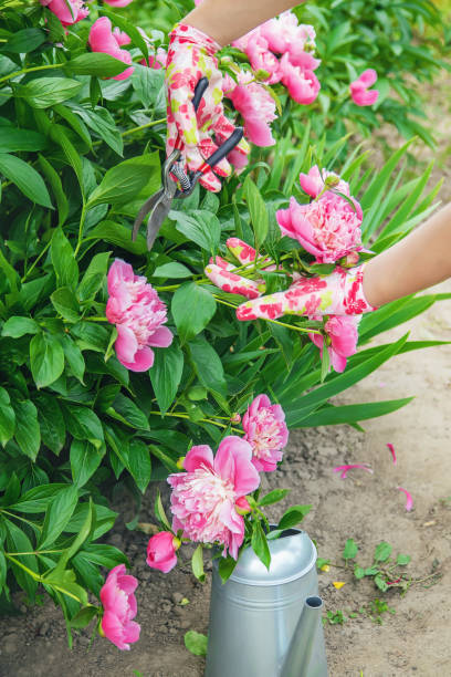 istock gardener pruning flowers peonies pruners. selective focus. 1152614120
