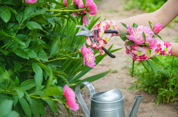 istock gardener pruning flowers peonies pruners. selective focus. 1152614125