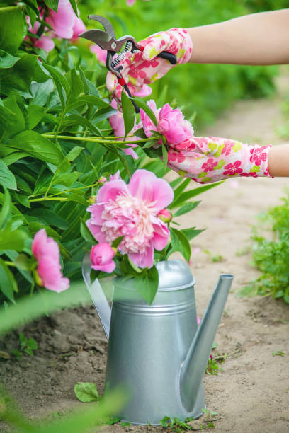 istock gardener pruning flowers peonies pruners. selective focus. 1152614136
