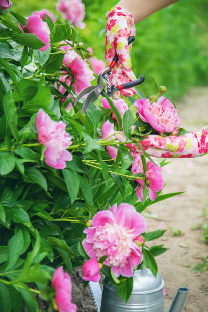 istock gardener pruning flowers peonies pruners. selective focus. 1152614164