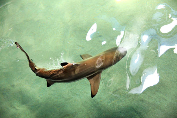istock elevated view of close up shark 1152614666