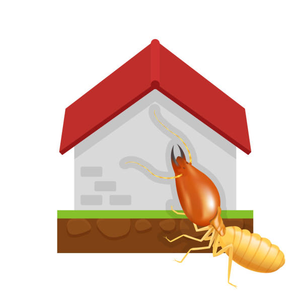 ilustrações de stock, clip art, desenhos animados e ícones de termite and cement house isolated on white background, icon insect species termite ant eaten cement home decay, symbol damaged cement house form termite eaten, cartoon termite clip art and home - ant underground animal nest insect