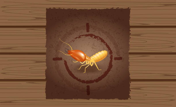 ilustrações de stock, clip art, desenhos animados e ícones de wanted poster of termites on wooden brown wall, empty termite ad on wood vintage wall, termite image at wood texture for banner advertising retro style, illustration termites cartoon - ant underground animal nest insect