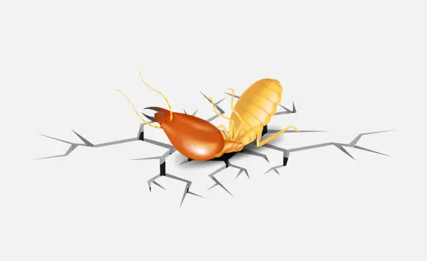 Vector illustration of termite, dead termites on crack white grey background, dead termite on cement texture with destruction and damage concept, termites over cracks in white grey wall surface, termite on the cracked hole