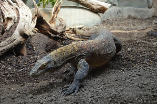 istock Komodo Dragon, the largest lizard in the world 1152616083