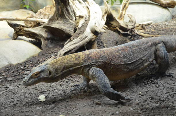 istock Komodo Dragon, the largest lizard in the world 1152616778