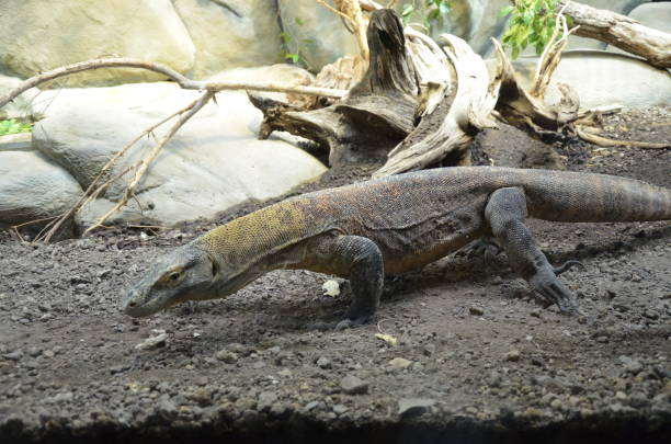 istock Komodo Dragon, the largest lizard in the world 1152616789