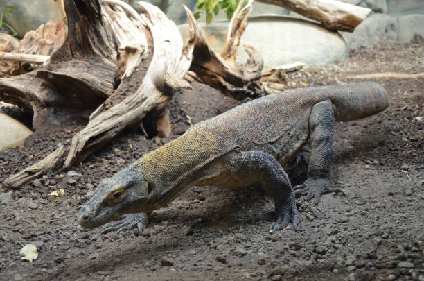 istock Komodo Dragon, the largest lizard in the world 1152616805