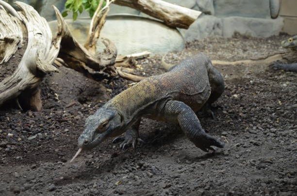 istock Komodo Dragon, the largest lizard in the world 1152616817