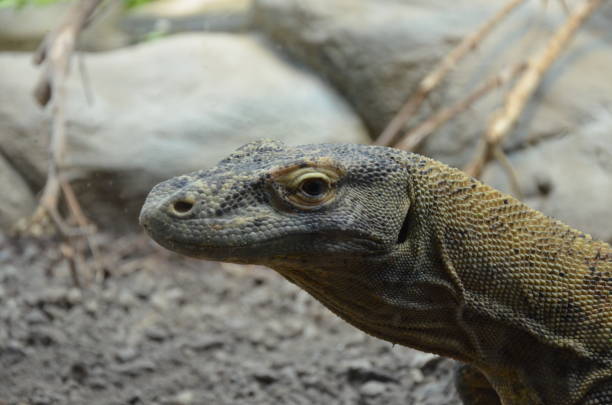 istock Komodo Dragon, the largest lizard in the world 1152616823