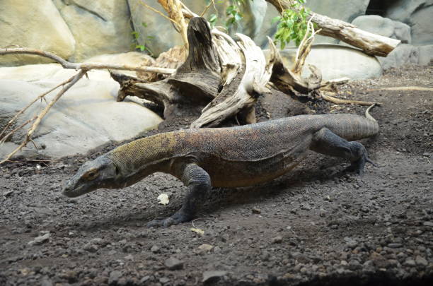 Komodo Dragon, the largest lizard in the world