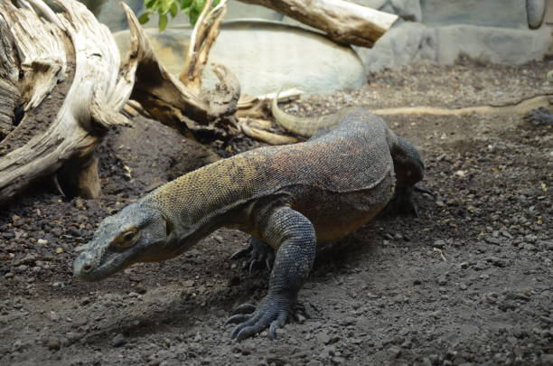 istock Komodo Dragon, the largest lizard in the world 1152616920
