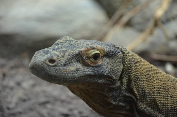 istock Komodo Dragon, the largest lizard in the world 1152616937
