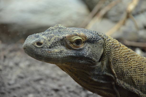 istock Komodo Dragon, the largest lizard in the world 1152616958