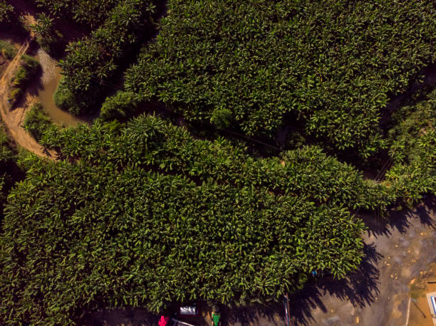 Aerial view of a Banana farm