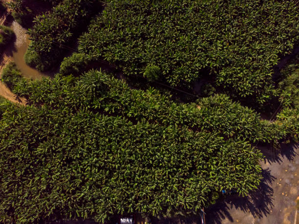 Aerial view of a Banana farm