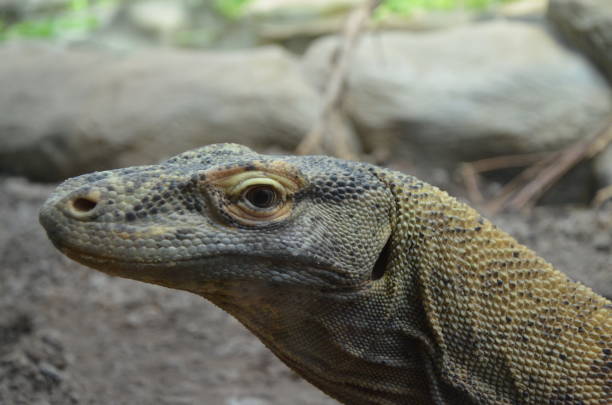 Komodo Dragon, the largest lizard in the world